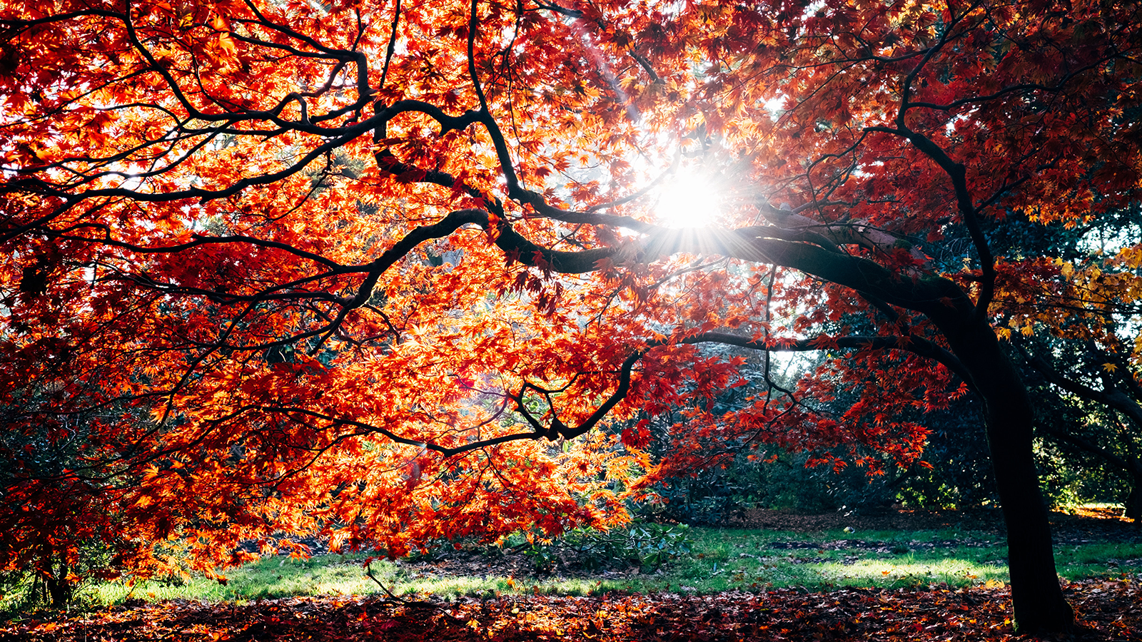 bild tagen under ett stort träd med massor av gyllenbruna löv